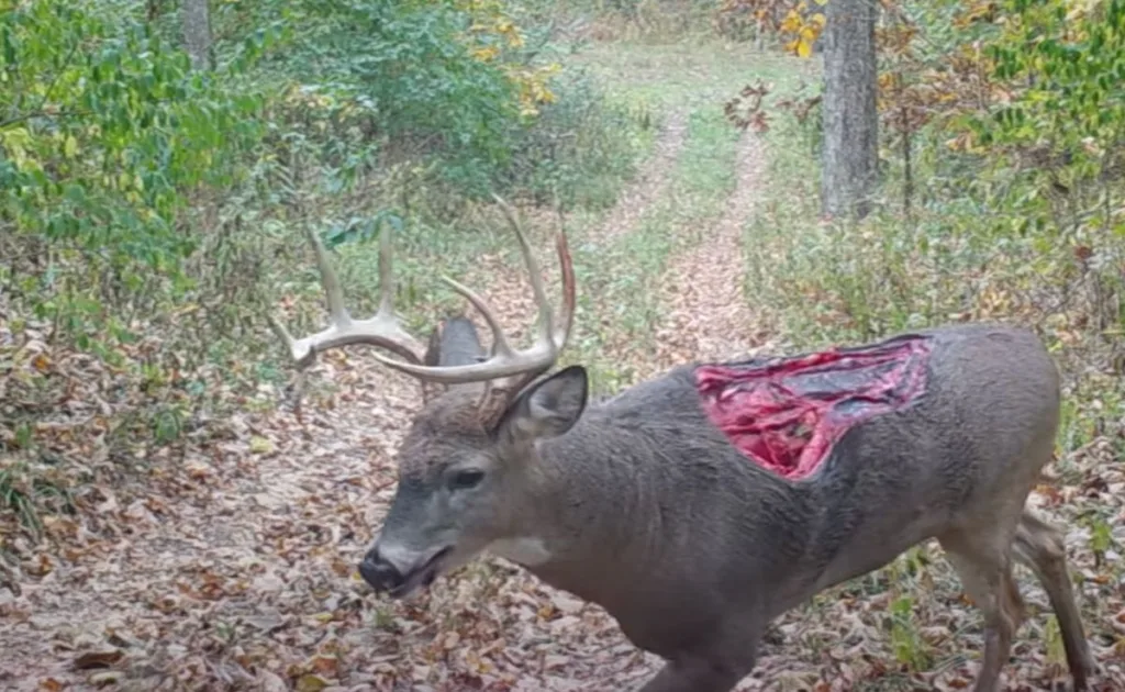 Zombie deer infection