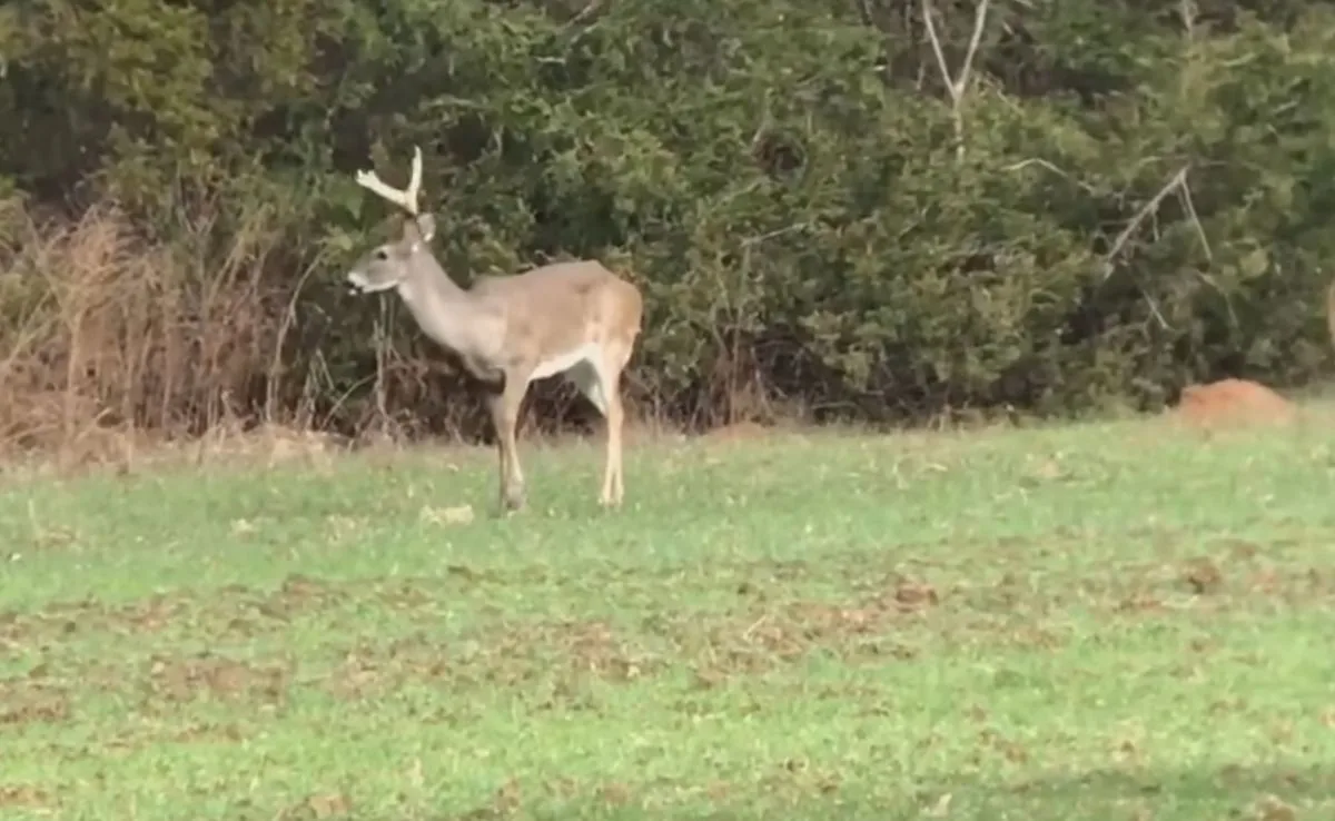 WISCONSIN DEER Ranch Tainted WITH Lethal Mind Sickness