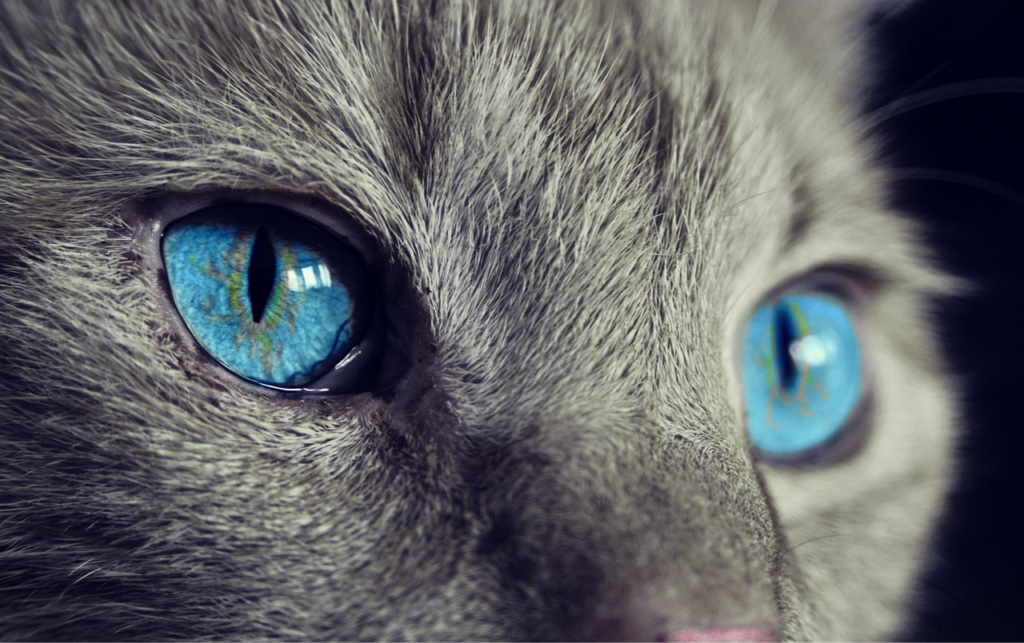 Caturday
