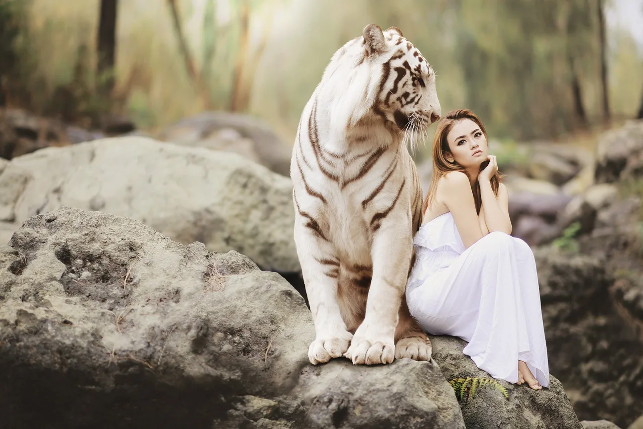 Mizzou: Where Tigers Roam