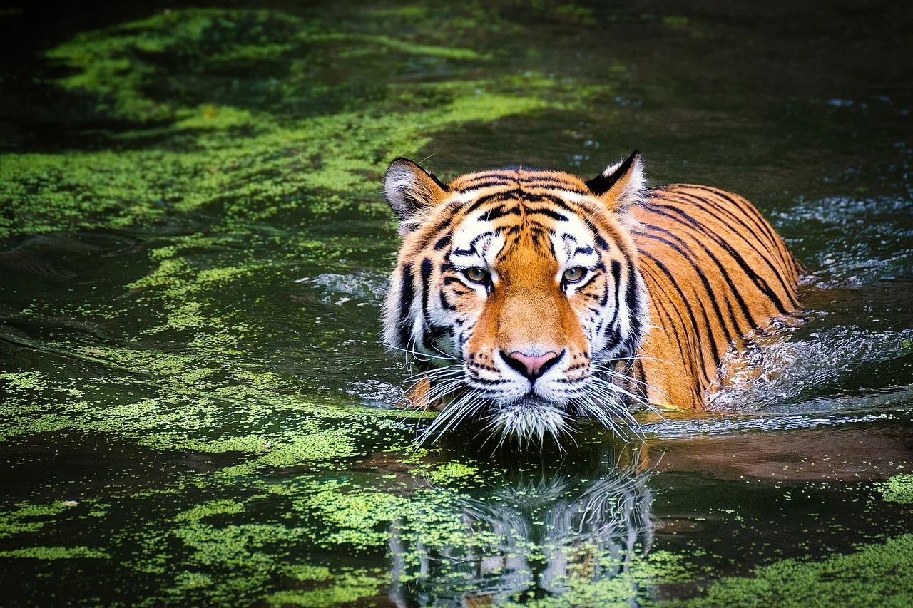 Mizzou: Where Tigers Roa